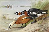 Ruddy Shelduck and Red Breasted Goose by Archibald Thorburn